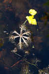 Floating bladderwort